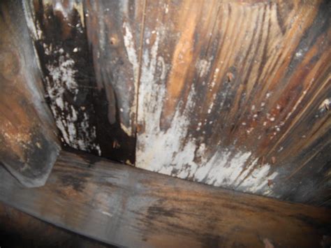 black mold in crawl space