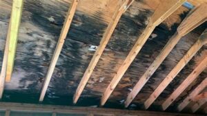 fungus in crawl space