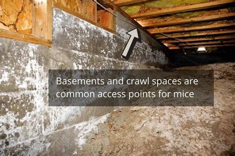 how to get rid of mice in crawl space