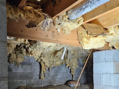 musty odor in crawl space