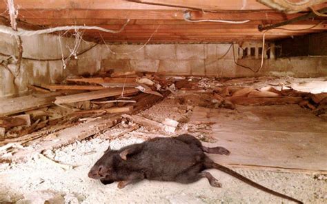 rats in crawl space