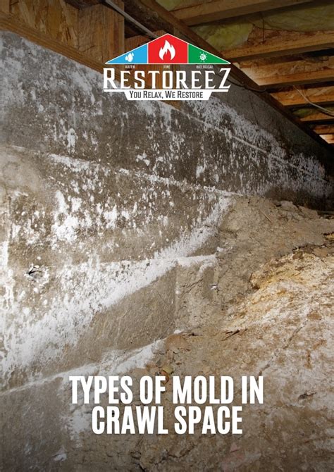 types of mold in crawl space