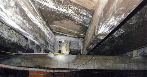 white mold in crawl space