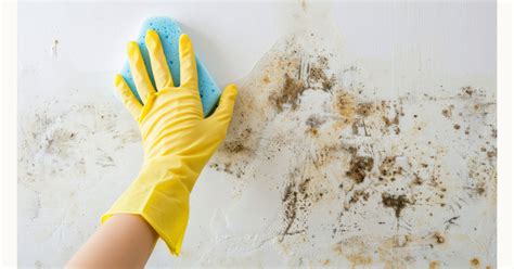 Demystifying the Myths Around Mold Remediation in Homes