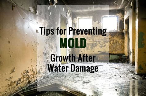 DIY Strategies for Detecting and Preventing Mold Growth