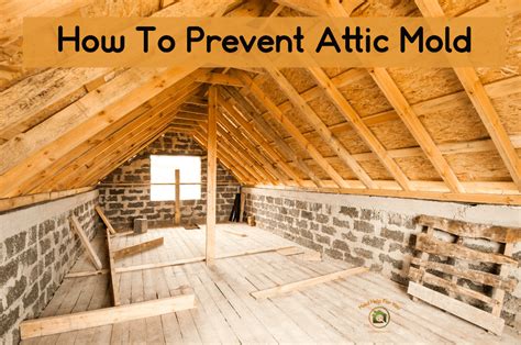 How To Prevent Mold Growth in Attics: Expert Tips