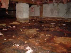 How Your Home's Foundation Affects Your Crawl Space Health