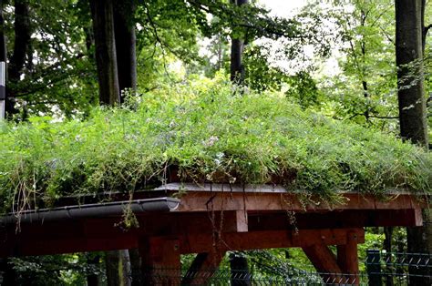 The Power of Green Roofs: Benefits and Installation Tips