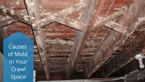 What To Do If You Discover Mold In Your Crawl Space